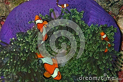 Nemo Stock Photo
