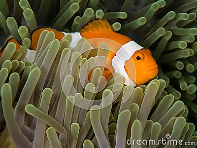 Nemo fish in anemone Stock Photo