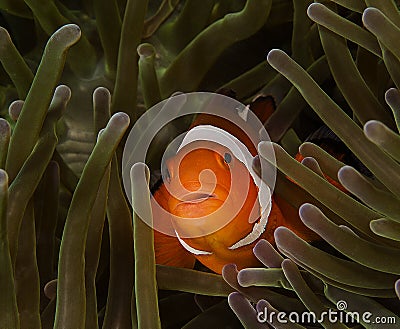 Nemo fish or clown fish in sea anemone Stock Photo