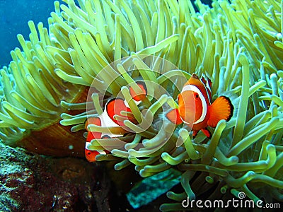 Nemo Found Stock Photo