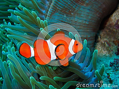 Nemo Found Stock Photo