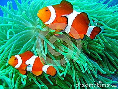 Nemo found Stock Photo
