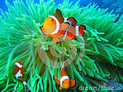 Nemo found Stock Photo