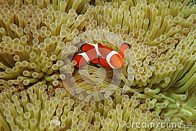 Nemo in sea anemones Stock Photo