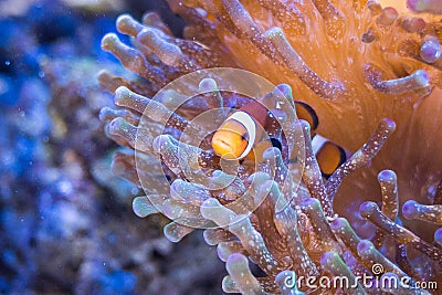 Nemo in sea anemones Stock Photo