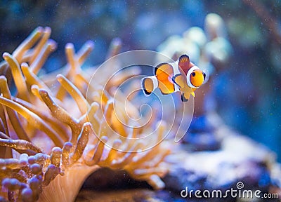 Nemo in sea anemones Stock Photo