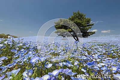 Nemophila flower filed at Hitachi Seaside Park Stock Photo