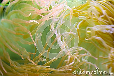 Coral polyps, bladder anemone Stock Photo