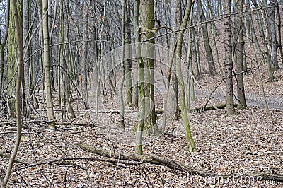 Nemosicka stran forest on the end of winter time, sunlight in branches, way throught amazing natural area Stock Photo