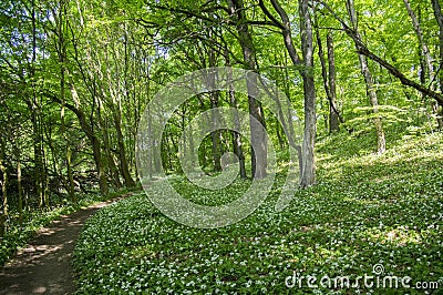 Nemosicka stran, hornbeam forest, interesting magic nature place full of blooming wild bear garlic, path throw the forest Stock Photo