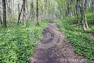 Nemosicka stran, hornbeam forest - interesting magic nature place full of wild bear garlic during the spring time Stock Photo