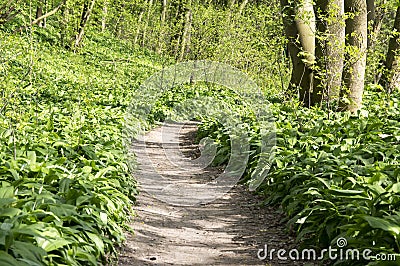 Nemosicka stran, hornbeam forest - interesting magic nature place full of wild bear garlic during the spring time Stock Photo