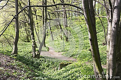 Nemosicka stran, hornbeam forest - interesting magic nature place full of wild bear garlic during the spring time Stock Photo