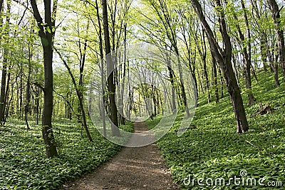 Nemosicka stran, hornbeam forest - interesting magic nature place full of wild bear garlic during the spring time Stock Photo