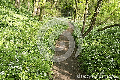 Nemosicka stran, hornbeam forest - interesting magic nature place full of wild bear garlic during the spring time Stock Photo