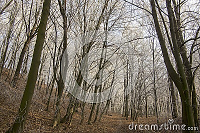 Nemosicka stran, hornbeam forest - interesting magic nature place in winter temperatures, frozen tree branches Stock Photo