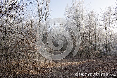 Nemosicka stran, hornbeam forest - interesting magic nature place in winter temperatures, frozen tree branches Stock Photo