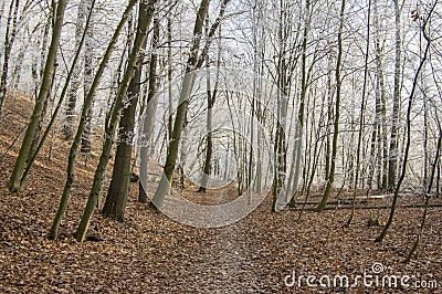 Nemosicka stran, hornbeam forest - interesting magic nature place in winter temperatures, frozen tree branches Stock Photo