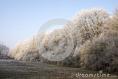 Nemosicka stran, hornbeam forest - interesting magic nature place in winter temperatures, frozen tree branches Stock Photo