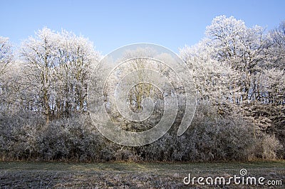 Nemosicka stran, hornbeam forest - interesting magic nature place in winter temperatures, frozen tree branches Stock Photo