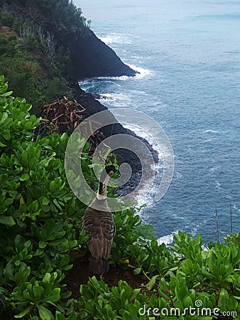 Nene Goose at Kilauea Point nature reserve, Kauai, Hawaii Stock Photo