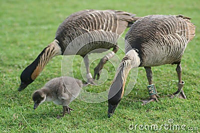 Nene gosling Stock Photo