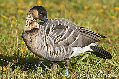 Nene (Hawaiian Goose) Looking Over Its Shoulder Stock Photo