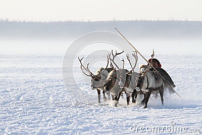Nenets man carries a reindeer sleigh his family among the snow-covered tundra of Northern Siberia Editorial Stock Photo