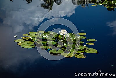 Nenuphar on the pond of Holocaust Memorial of Miami Beach Stock Photo