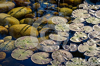 Nenuphar in a pond Stock Photo