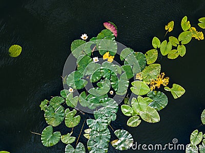 Nenuphar water plant. View from above Stock Photo