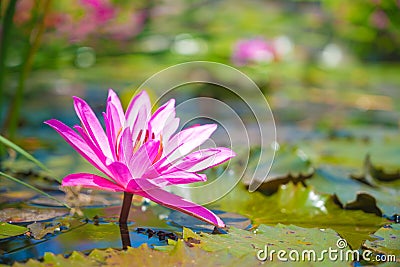 Beauty Nenuphar On The Water Stock Photo