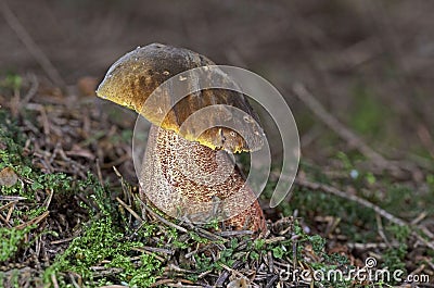 Neoboletus praestigiator is a species of edible mushroom in the family Boletaceae, genus Boletus. Stock Photo