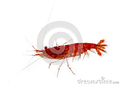 Aquarium shrimp Neocaridina davidi variation Red cherry Stock Photo