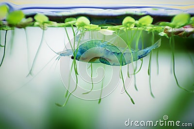 Neocaridina Freshwater Shrimp, dwarf shrimp in the aquarium. Aquascaping, aquaristic Animal macro, close up photography Stock Photo