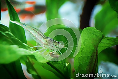 Neocaridina Freshwater Shrimp, dwarf shrimp in the aquarium. Aquascaping, aquaristic Animal macro, close up photography Stock Photo