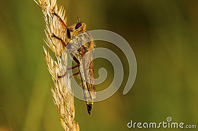 Neoitamus cyanurus Stock Photo