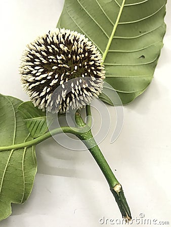 Kadamba flower with leafs Stock Photo