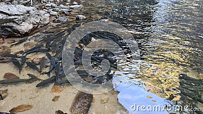 Neolissochilus fish lives in waterfall at Chae Son Waterfall, Thailand Stock Photo