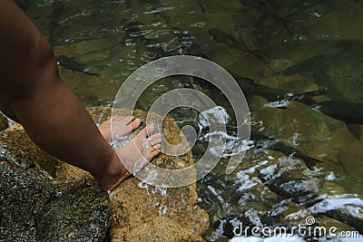 Neolissochilus stracheyi Amazing at Namtok Phlio National Park Phlio waterfall Chanthaburi Province, Thailand. Soro brook carp w Stock Photo