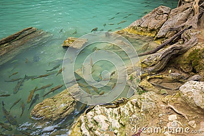 Neolissochilus stracheyi fish in Level 2 of Erawan Waterfall, Kanchanaburi, Thailand Stock Photo