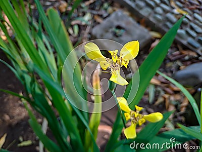 Neomarica longifolia is a species of perennial herb in the family Iridaceae. They are from The Neotropics and the Eye of Atlantica Stock Photo