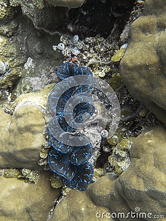 Blue Giant with Tentacle of Brittle Starfish on Coral Reef Stock Photo