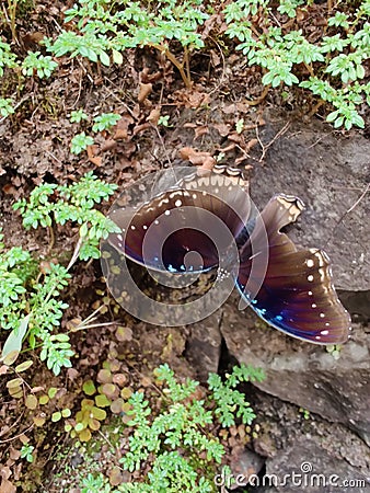 Neon Butterfly, natural beauty Stock Photo