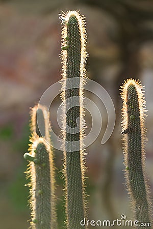 Neon Cactus under sunset in Serra da Capivara Stock Photo