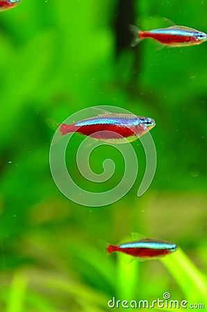 Neon cardinal - red tetra fish Stock Photo