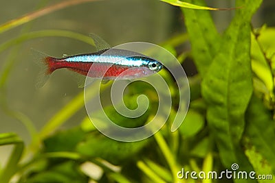 Neon Cardinal Tetra Stock Photo