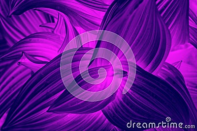 Neon curved leaves abstract texture. Natural background Stock Photo