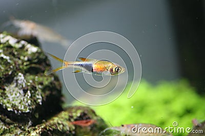 Neon fish - tropical fish Stock Photo