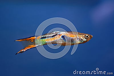 Neon glowing freshwater dwarf fish Endler guppy in biotope aquarium, popular commercial species in natural coloration, free space Stock Photo